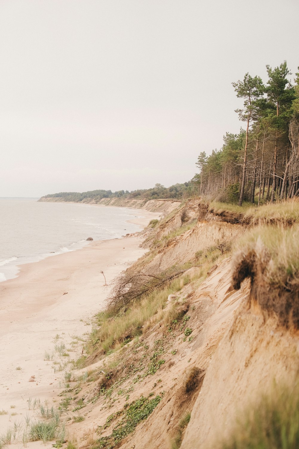 a sandy beach with trees and grass on the shore