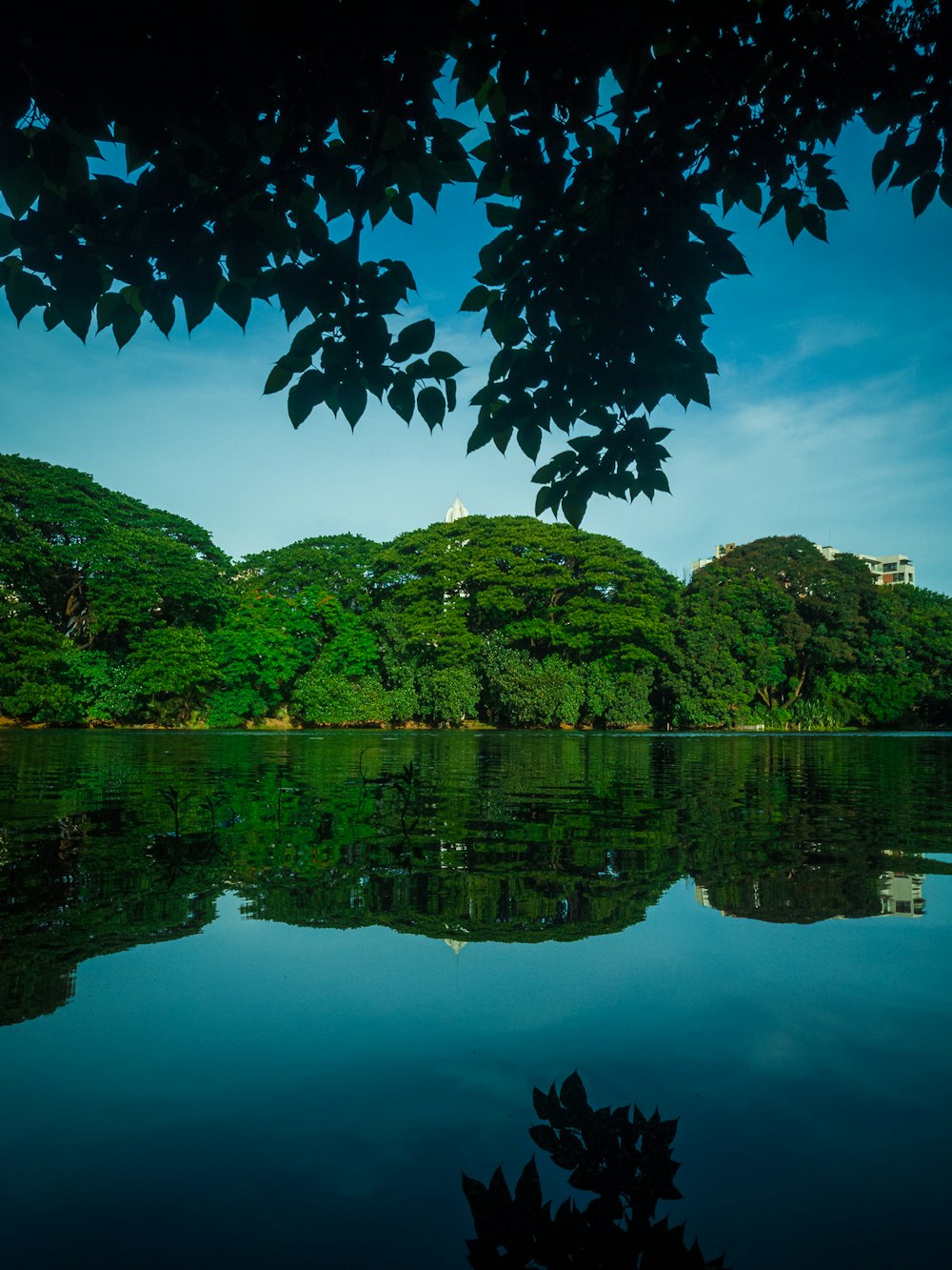 a body of water surrounded by lush green trees