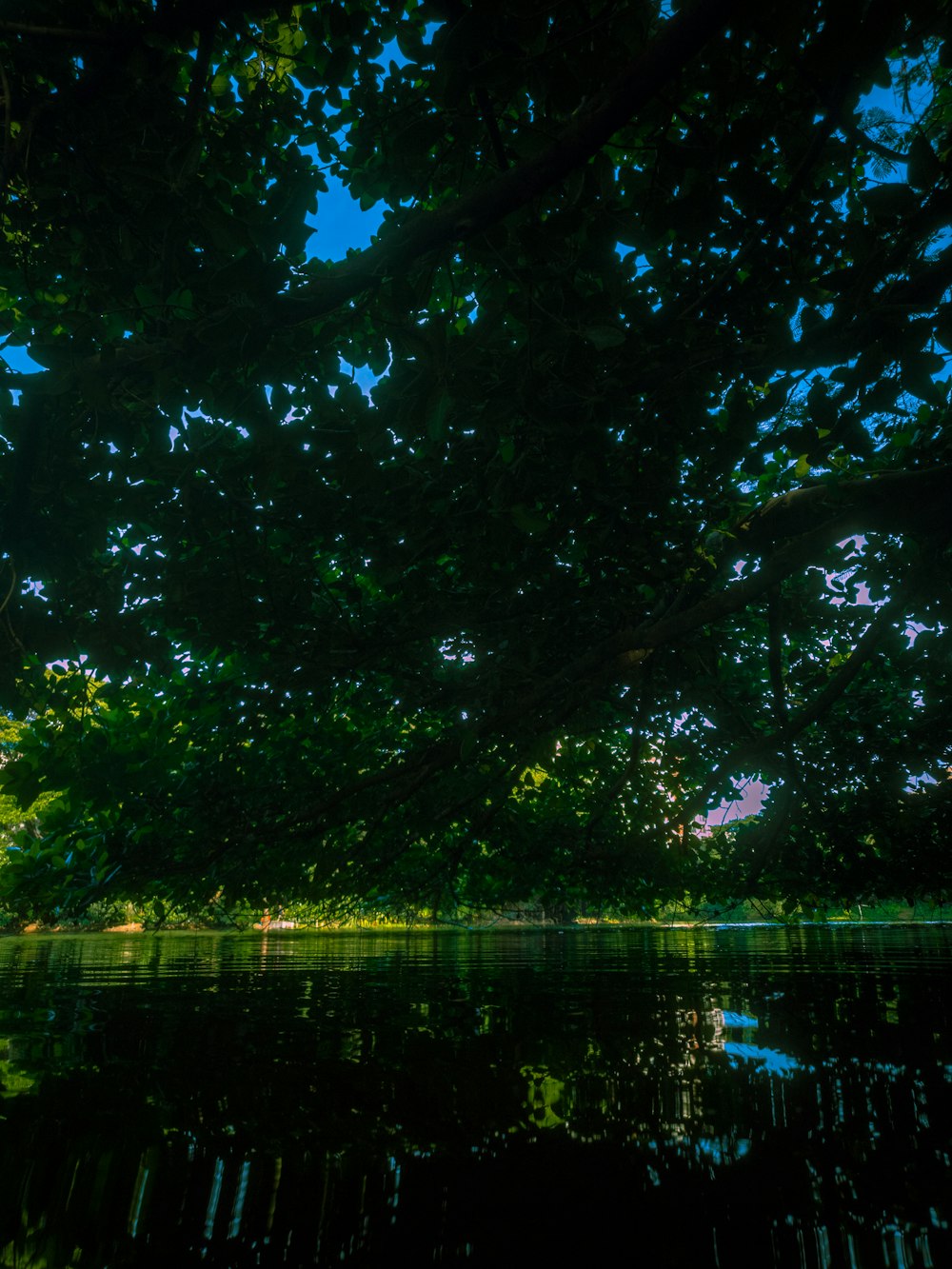 a body of water surrounded by lots of trees