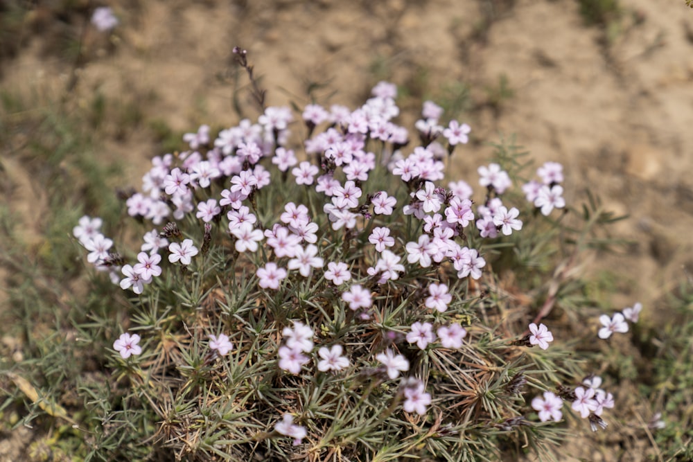 a bunch of small purple flowers growing out of the ground