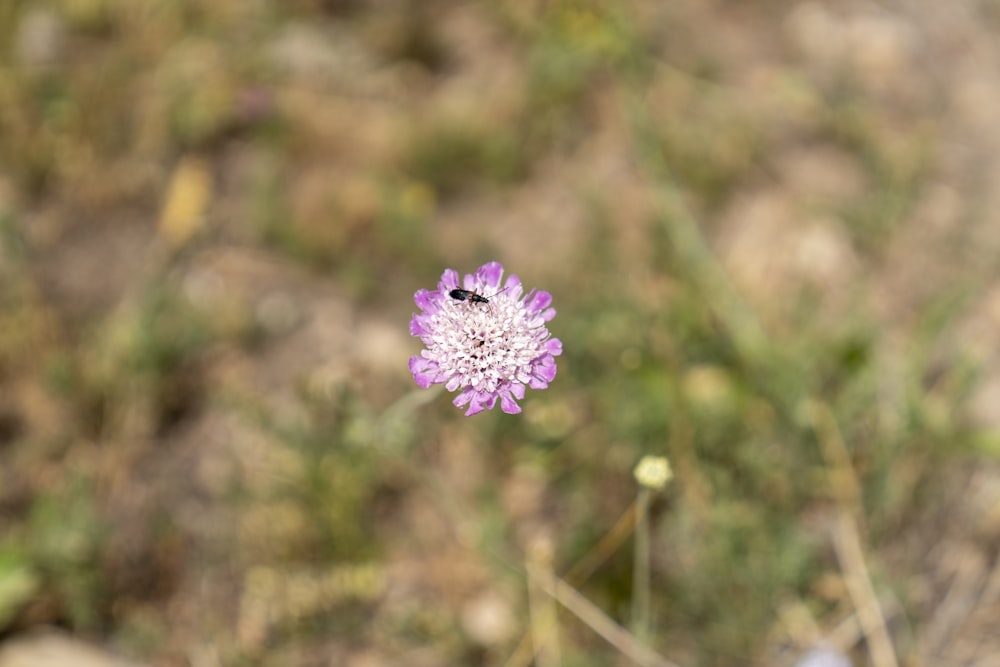 a purple flower with a bug on it