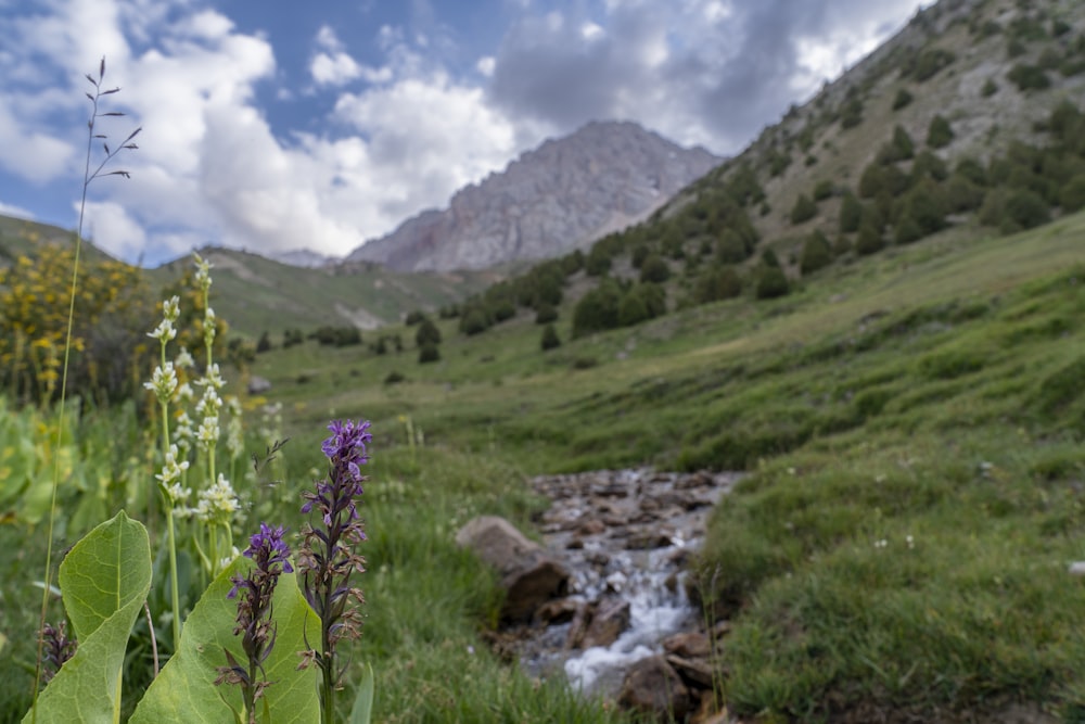 a stream running through a lush green hillside