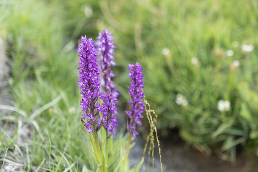 a close up of some purple flowers in a field