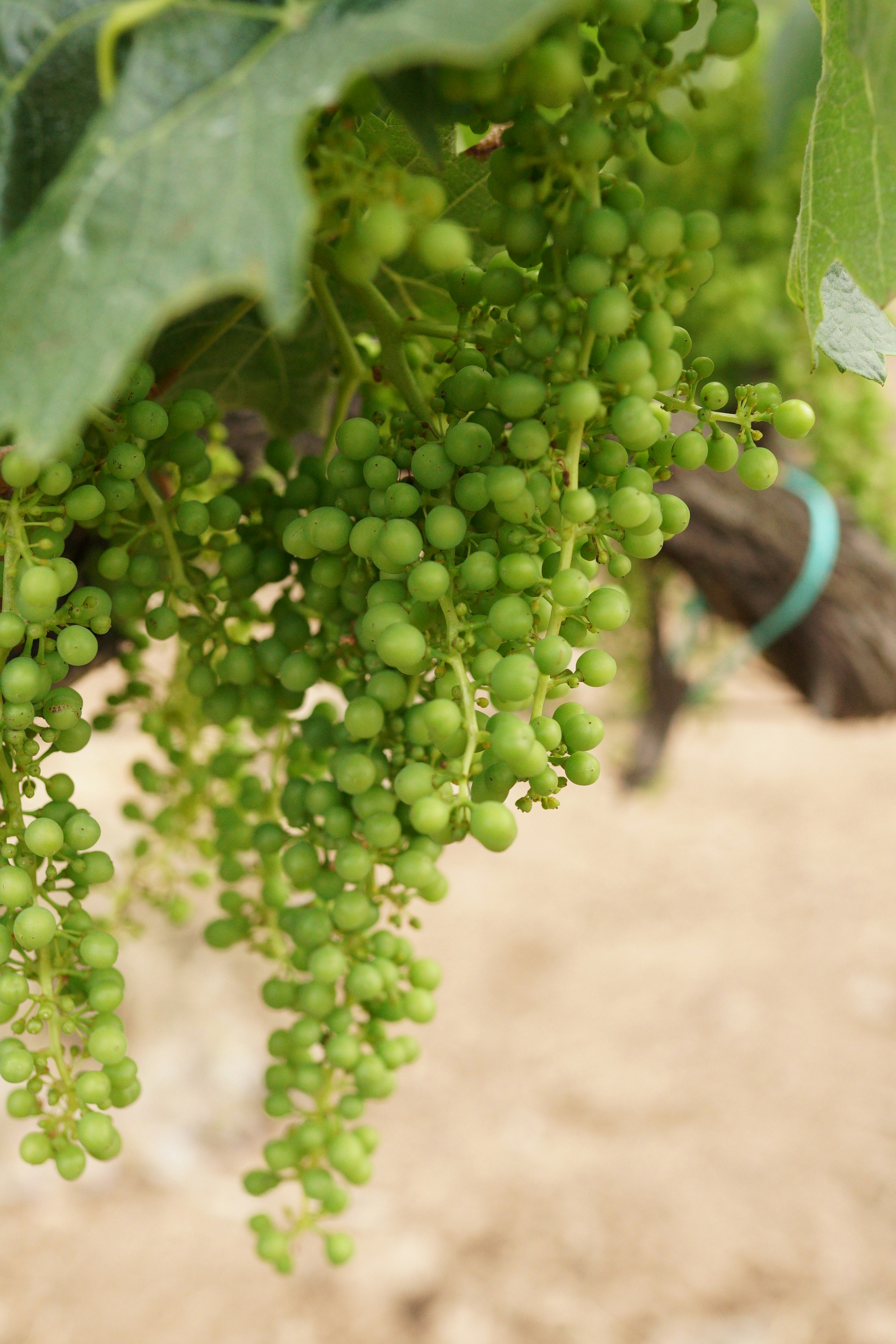 Photo by davidalgasoro