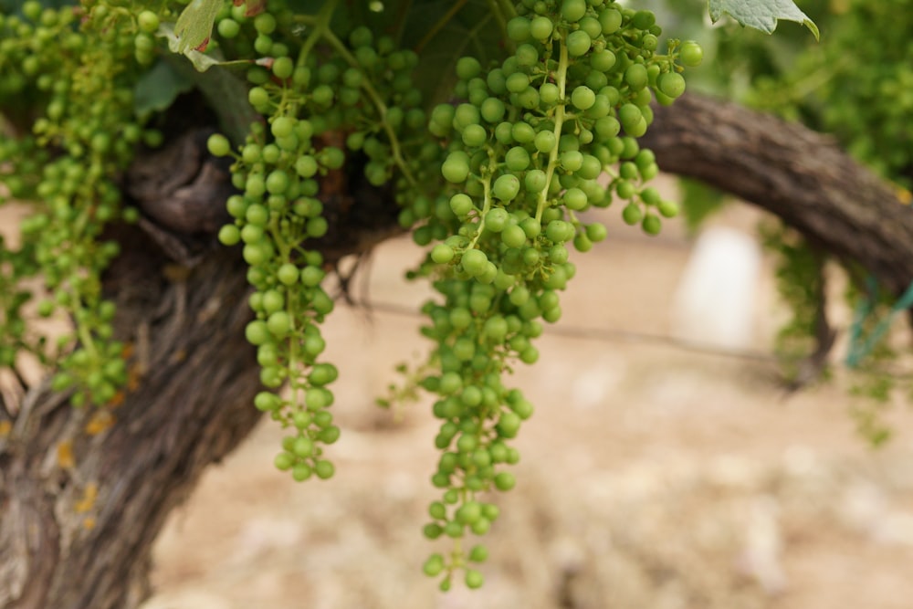 a bunch of green grapes hanging from a tree