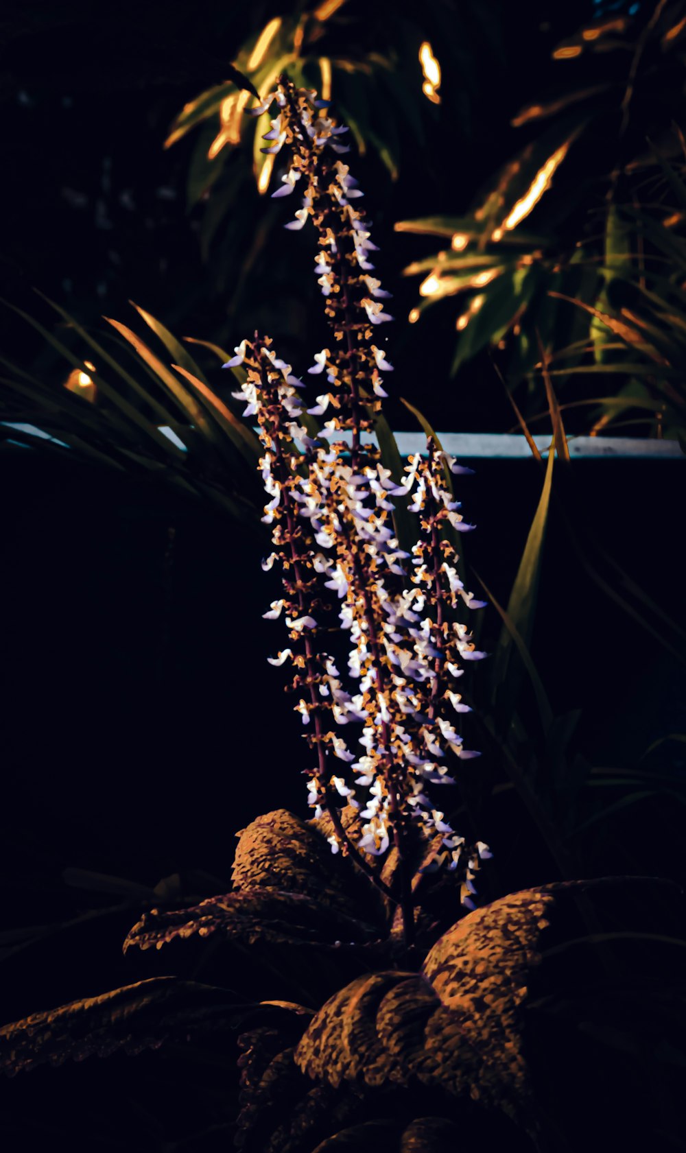 a close up of a plant with lots of flowers