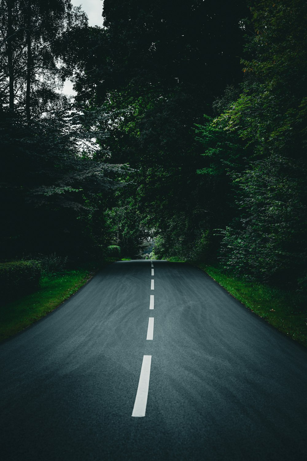 Une route vide au milieu d’une forêt