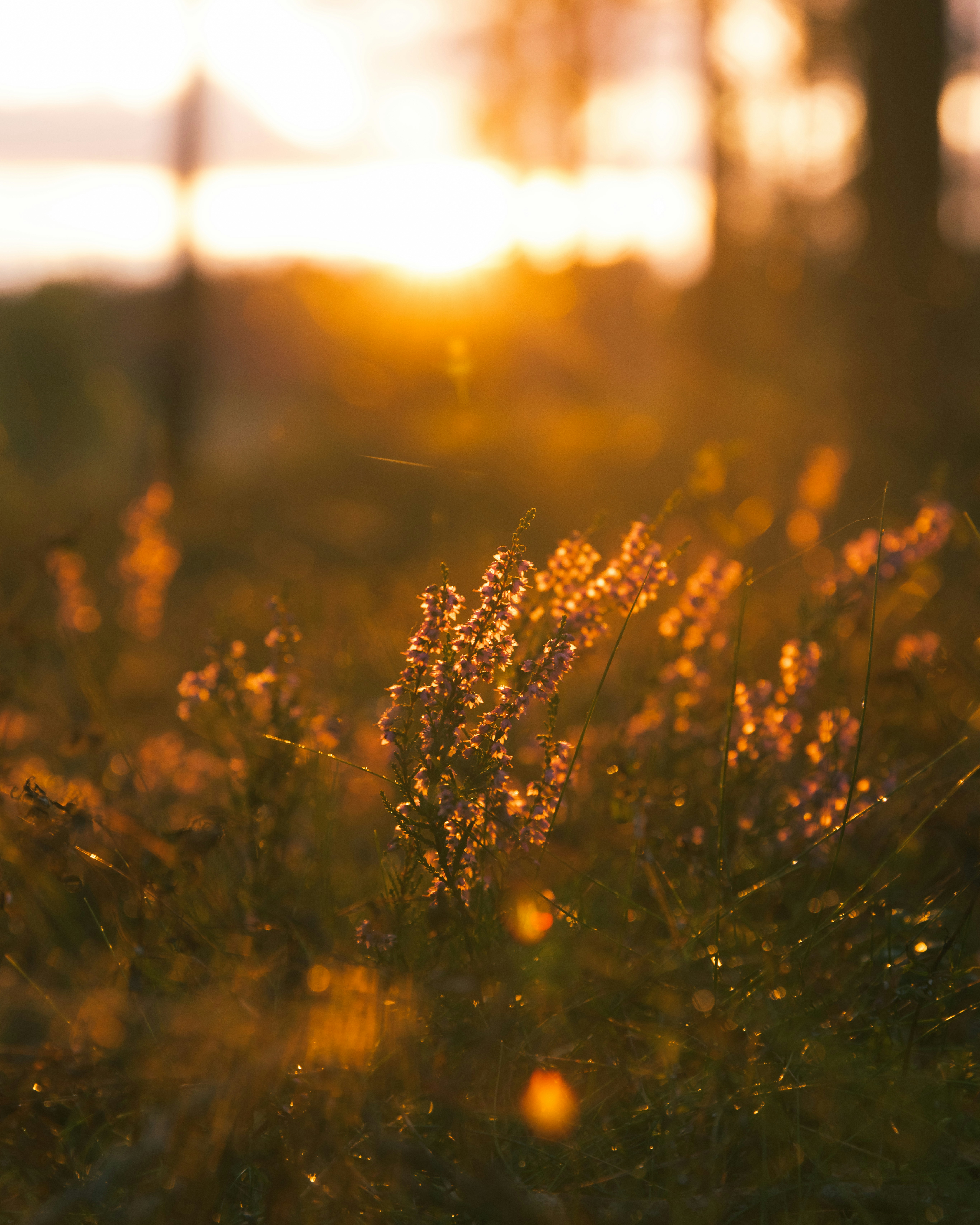 Photo by armandsbrants