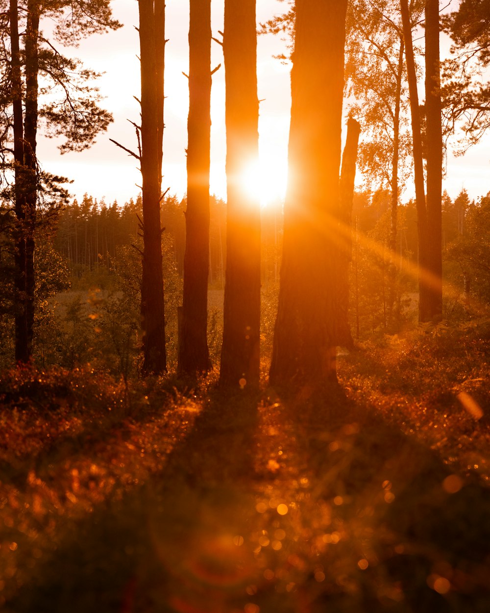 the sun is shining through the trees in the woods