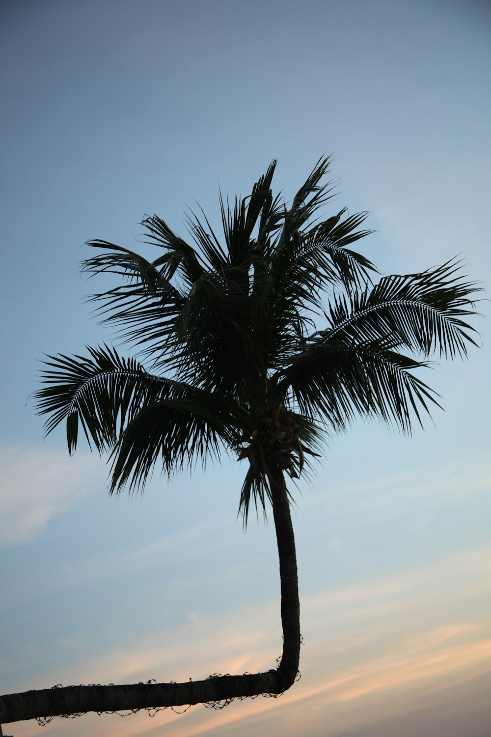 uma palmeira é silhueta contra um céu azul