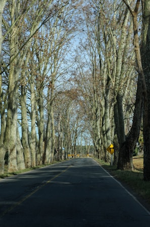 a street lined with trees and a yellow sign
