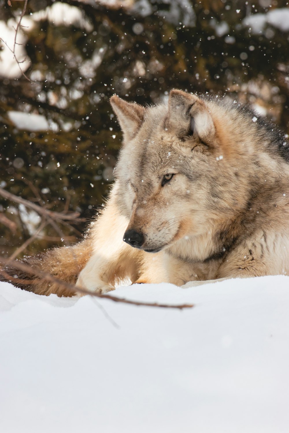 a wolf laying in the snow in front of a tree
