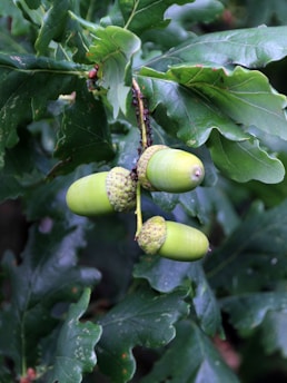 A close-up view of three green acorns attached to an oak branch. The surrounding leaves are lush and deep green, displaying the healthy foliage of the tree.