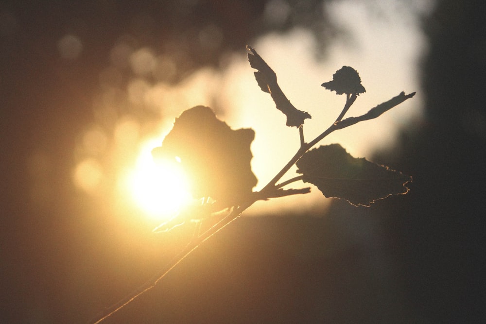 the sun is setting behind a plant with leaves