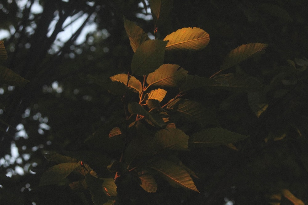 a bird is perched on a tree branch