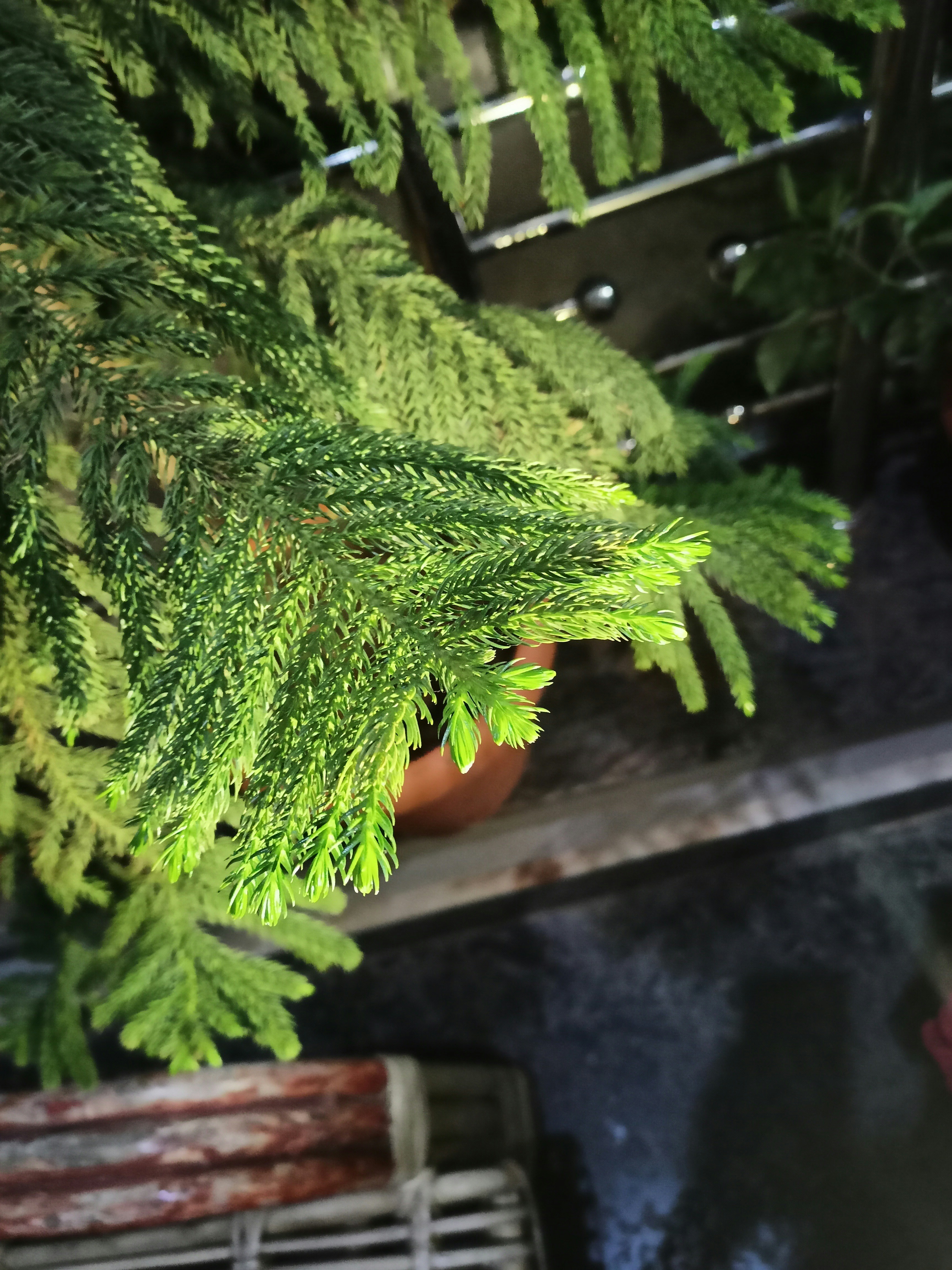 Lush Green Fern