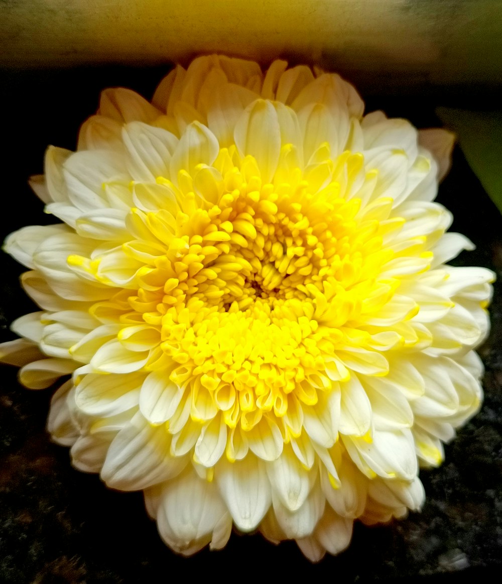 a yellow and white flower sitting on top of a table