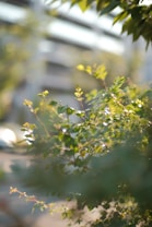 Sunlight filters through vibrant green leaves, casting a warm, serene glow. The background is softly blurred, adding depth and focus to the foliage in the foreground.
