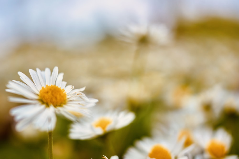 a field of daisies with a blurry background