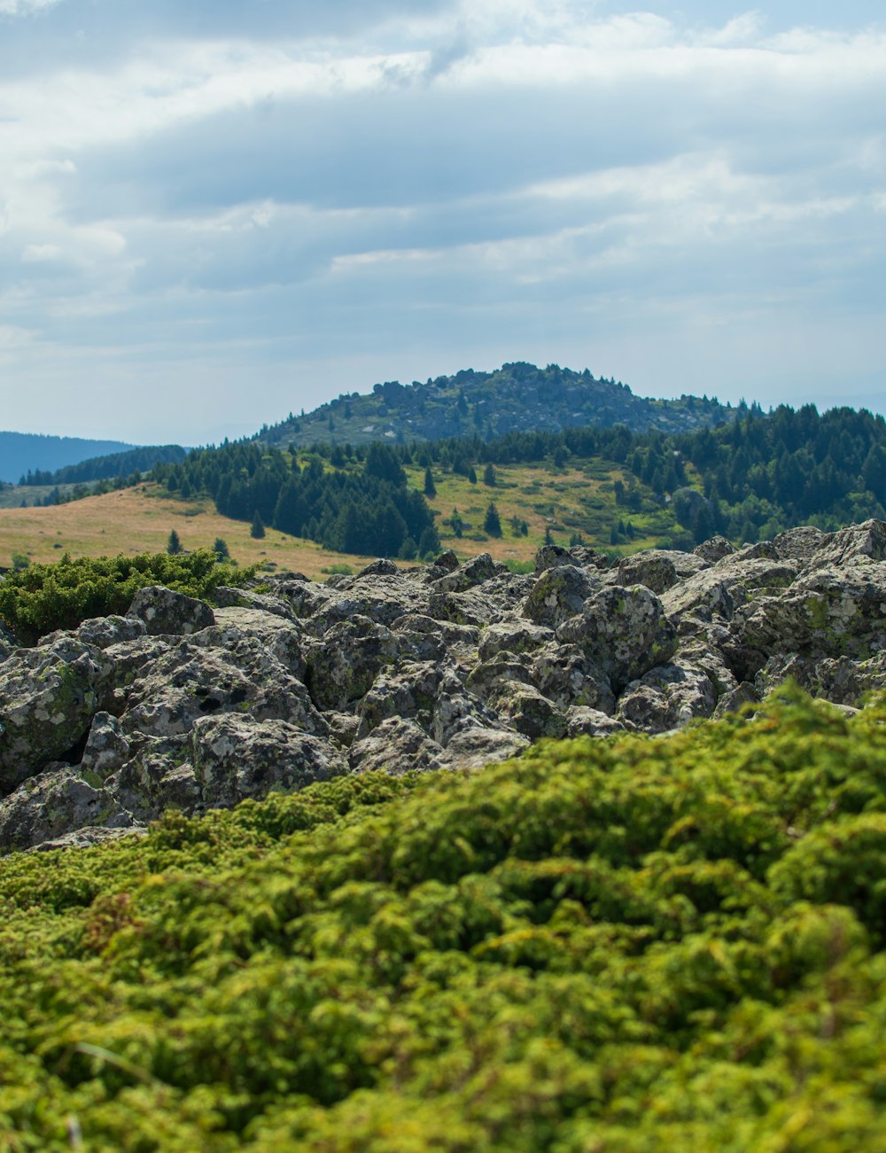 a herd of sheep standing on top of a lush green hillside