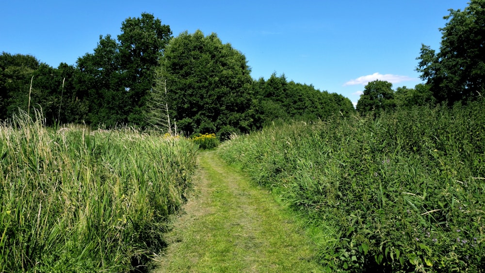 a path through a field of tall grass