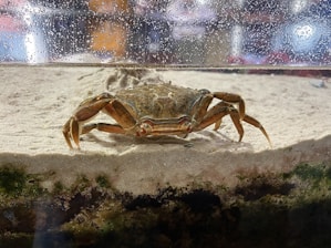 A crab sits on sand inside an aquarium, with droplets of water visible on the glass above. The tank's environment features algae and natural textures. The background appears slightly blurred with some colorful reflections.