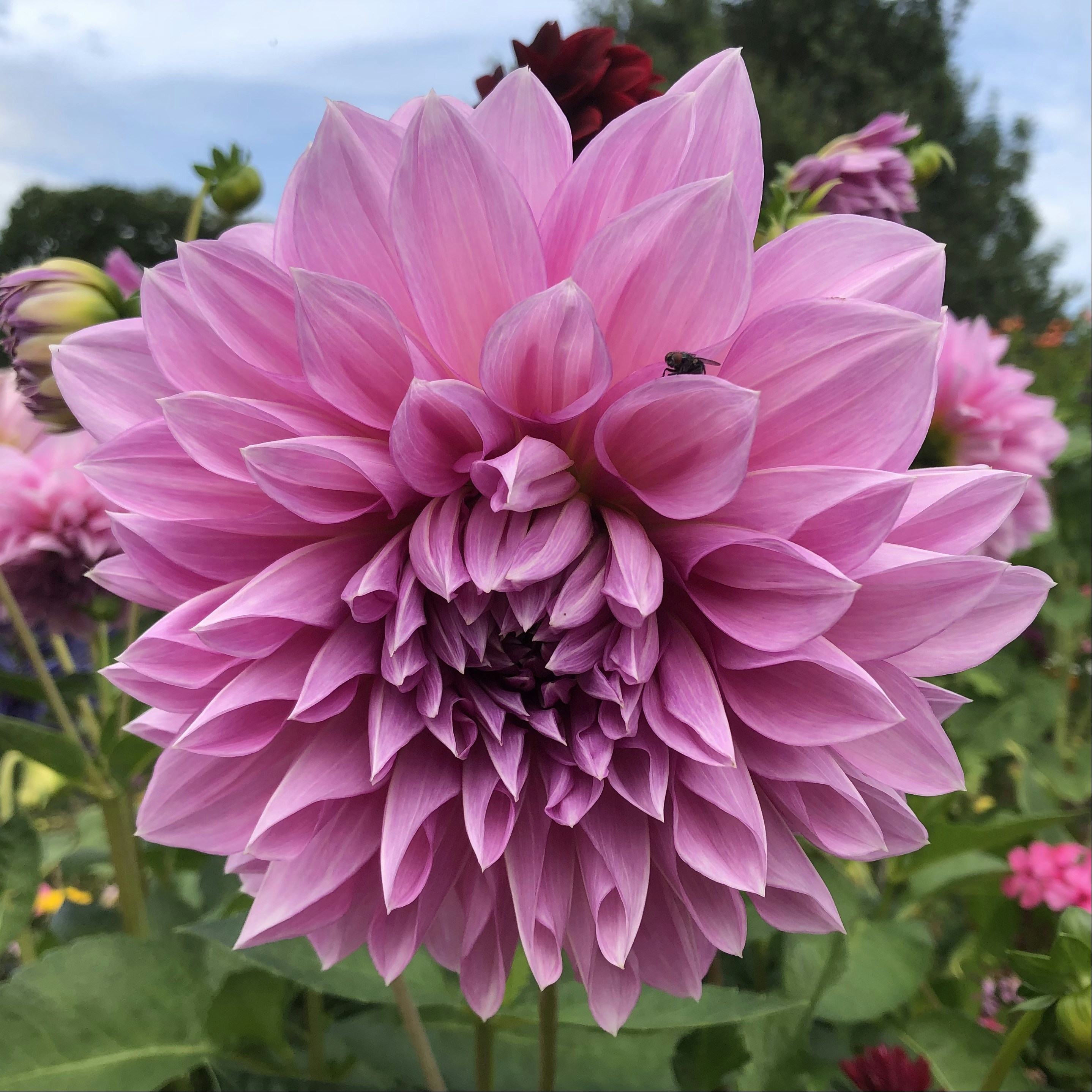 Photo by remcovanbaalen