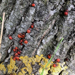 Numerous red and black bugs are clustered on the surface of a textured tree bark, with patches of yellow lichen adding contrast. Some green grass blades can be seen nearby.