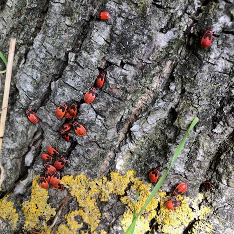 Numerous red and black bugs are clustered on the surface of a textured tree bark, with patches of yellow lichen adding contrast. Some green grass blades can be seen nearby.
