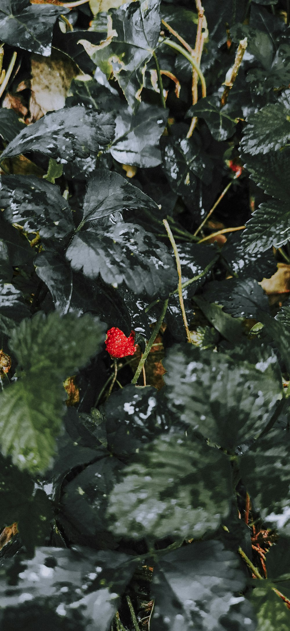 a red flower sitting on top of a lush green plant