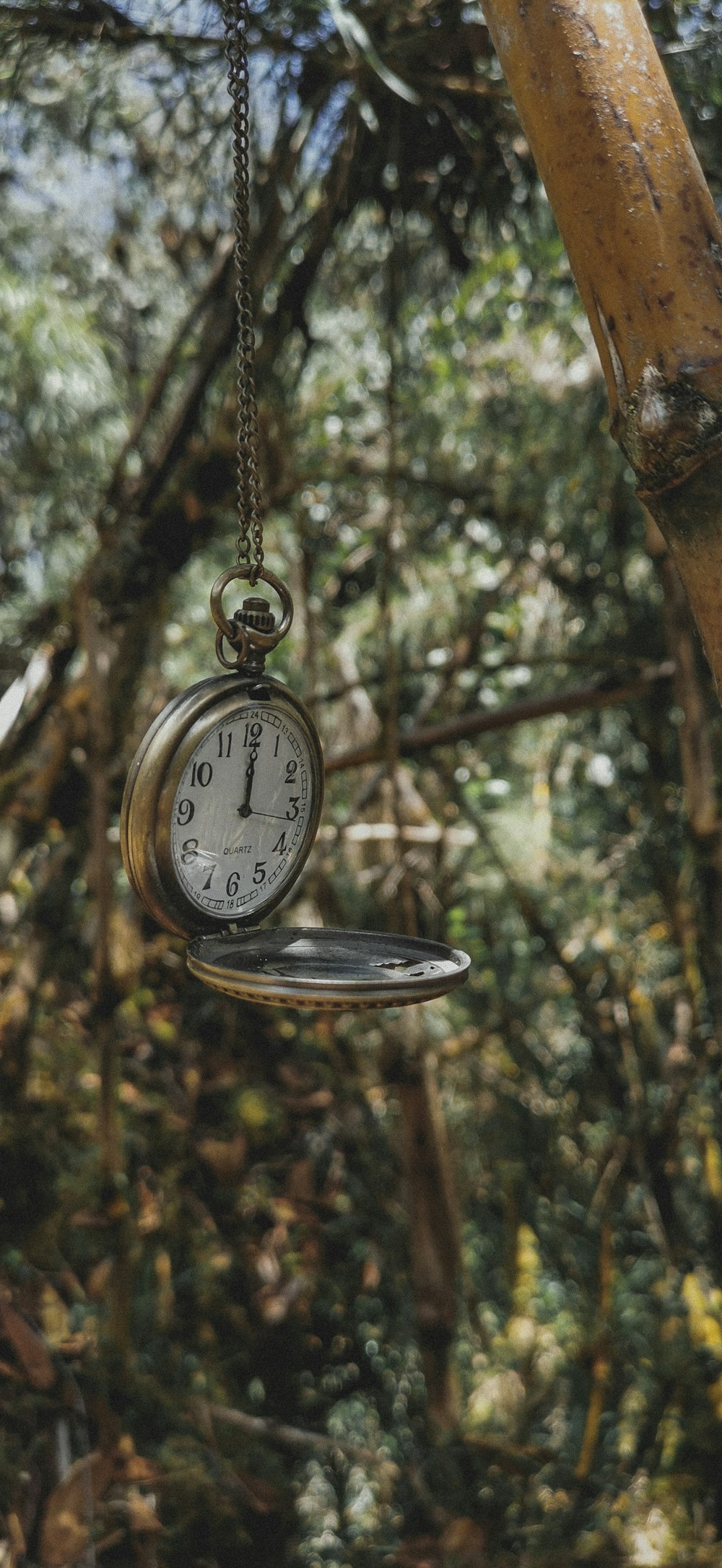 a pocket watch hanging from a tree branch