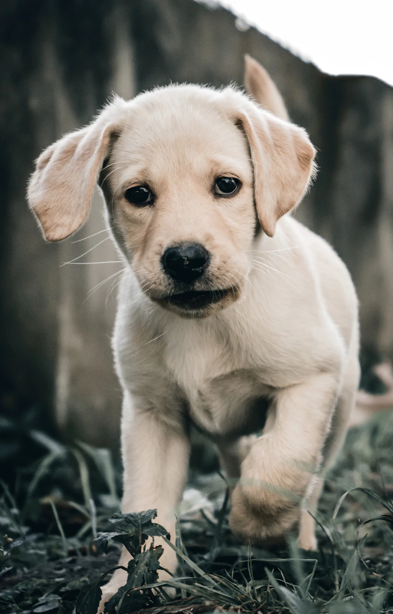 Best Dog Toys for Aggressive Chewers: Indestructible Dog Toys That Actually Last