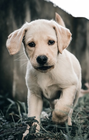 Labrador Retriever