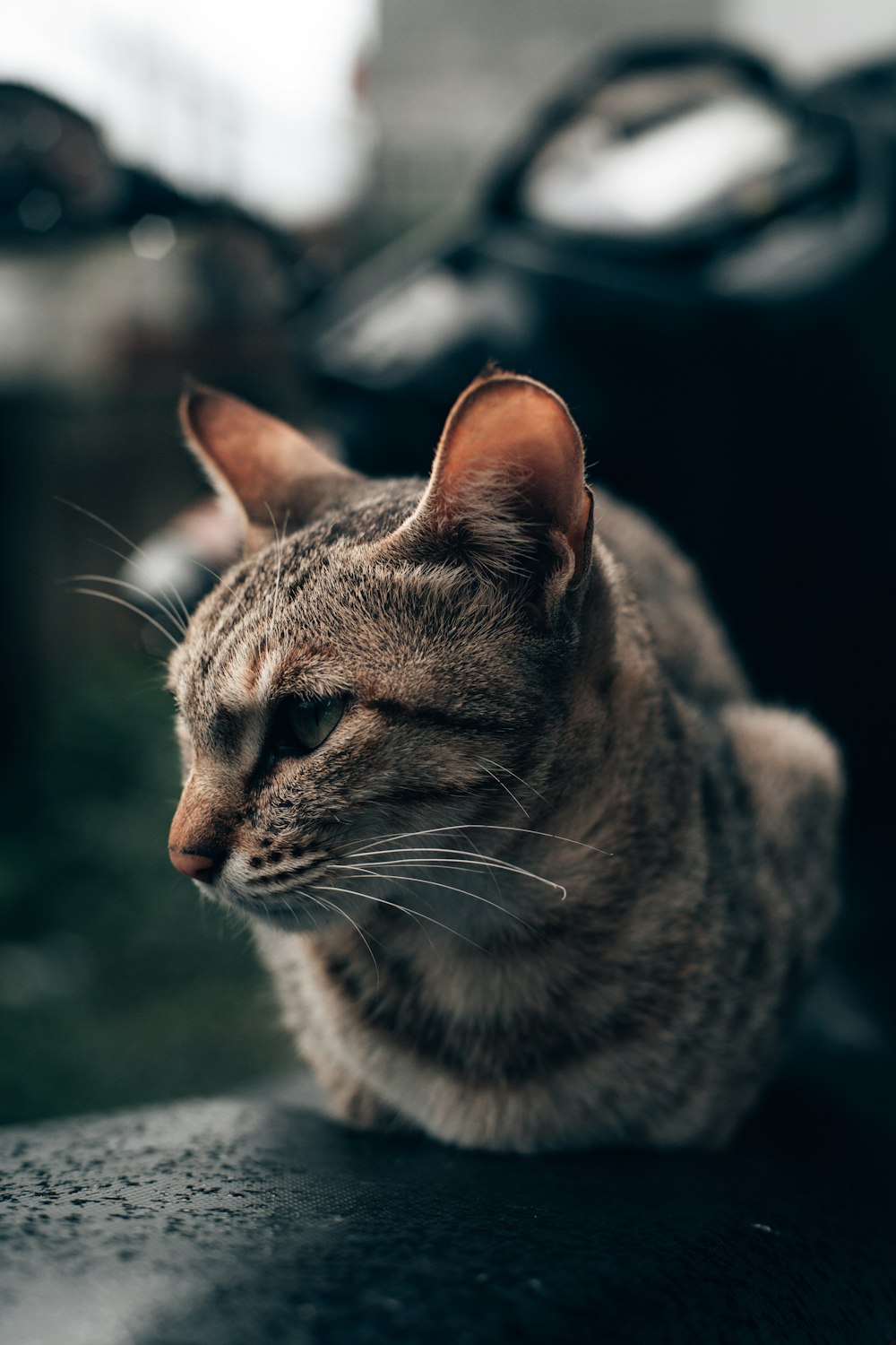 a close up of a cat sitting on a table