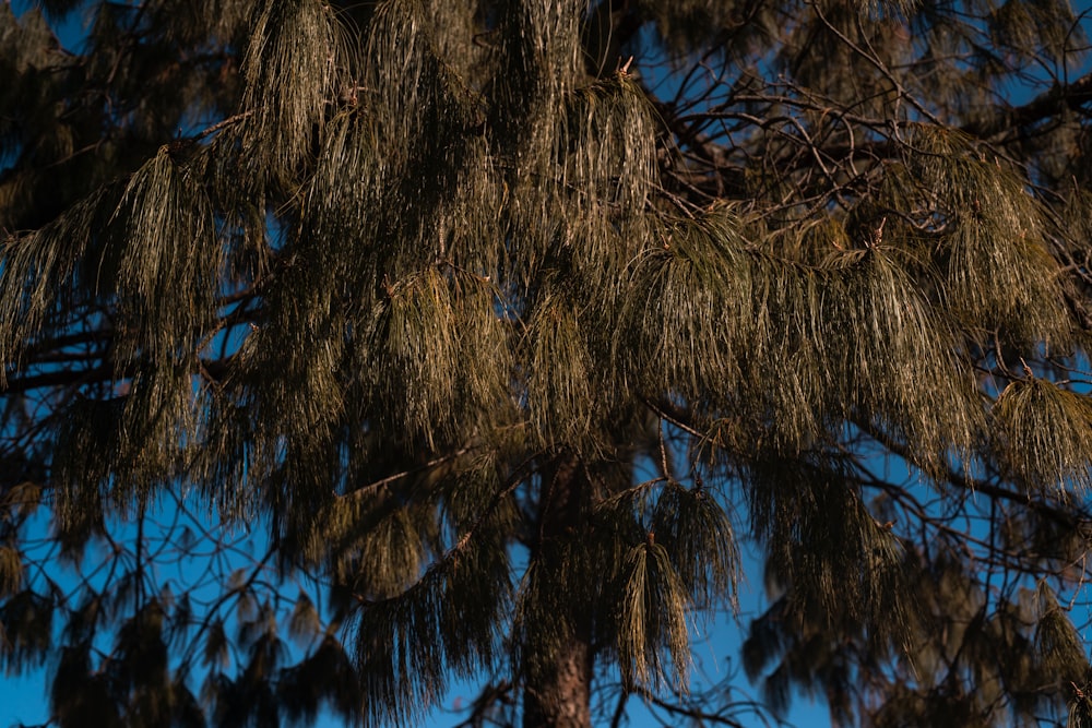 a bird is perched on a branch of a tree