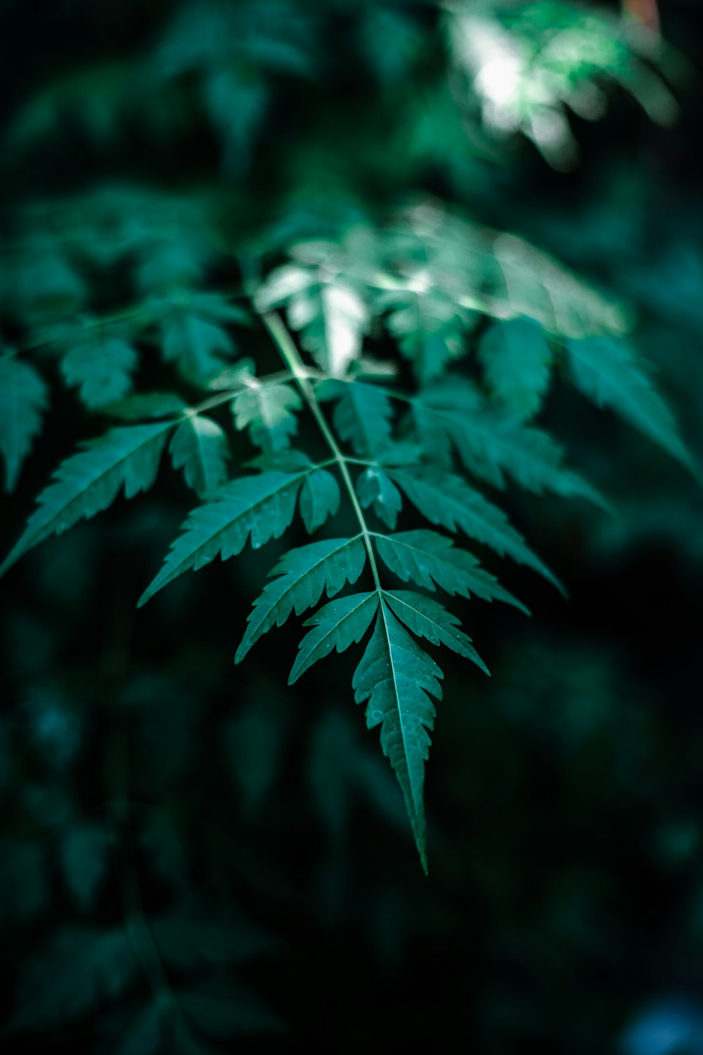 a close up of a green leaf on a tree