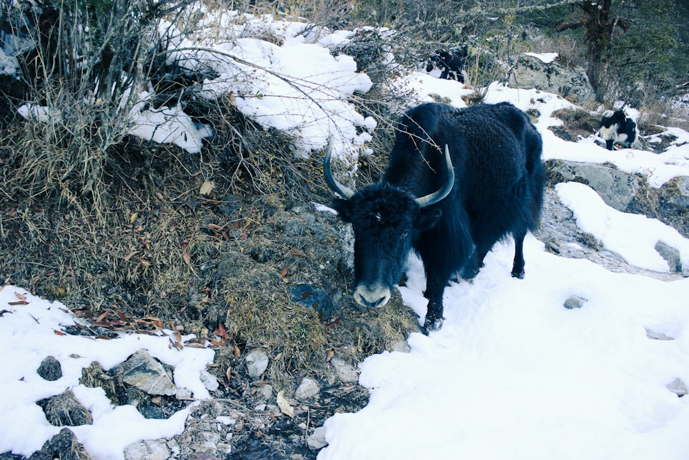 Um iaque preto está de pé na neve