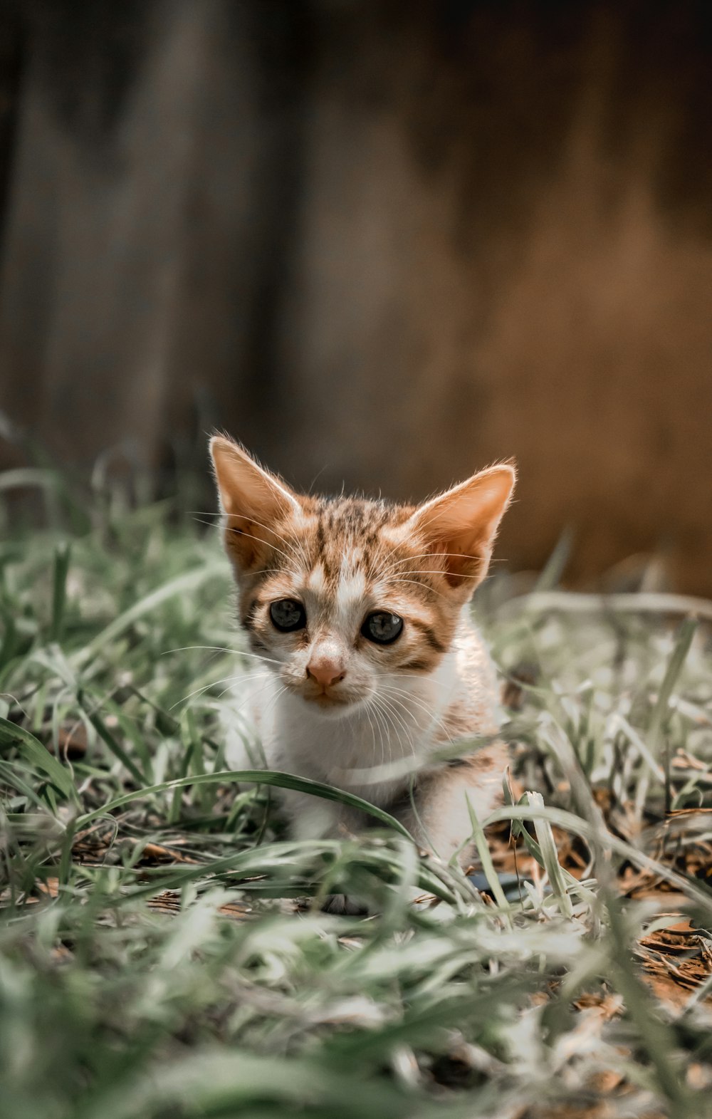 a small kitten is sitting in the grass