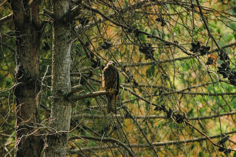 Ein Vogel sitzt auf einem Ast in einem Wald