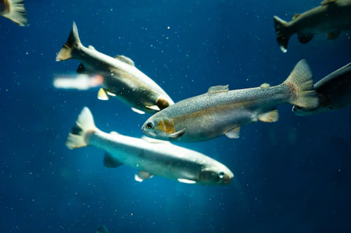 Close-up of fingerlings swimming in clear water, showing healthy young fish.