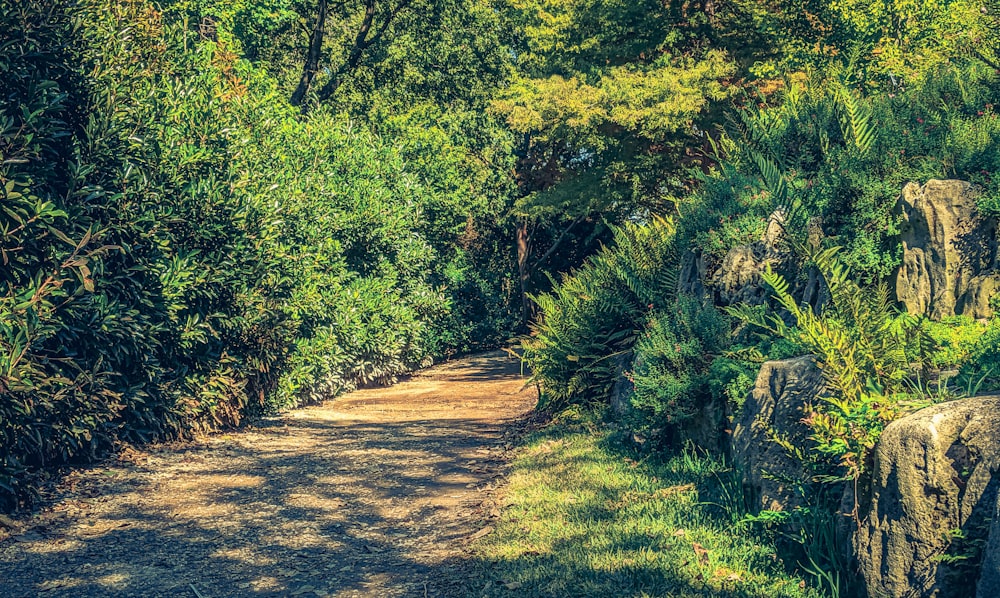 Un camino de tierra rodeado de frondosos árboles verdes