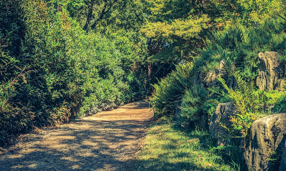 a dirt road surrounded by lush green trees