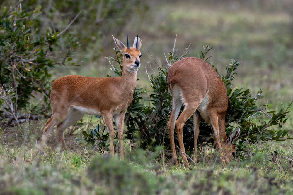 two deer standing next to each other in a field