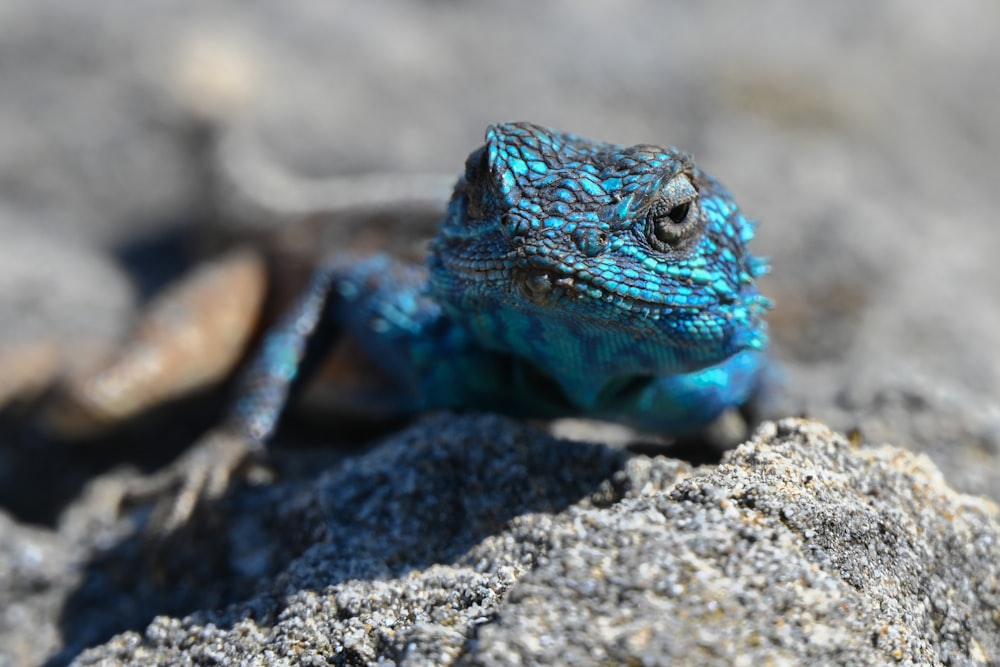 a blue lizard sitting on top of a rock