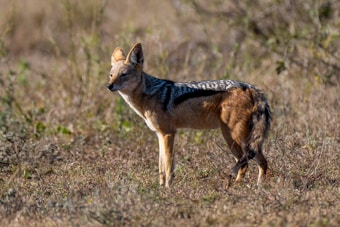 A wild canine with pointed ears and a bushy tail stands in a field of dry grass and sparse vegetation. The animal has a distinctive black and white pattern on its back, with tan and brown hues covering the rest of its body. Sunlight highlights the contours of the animal's fur.