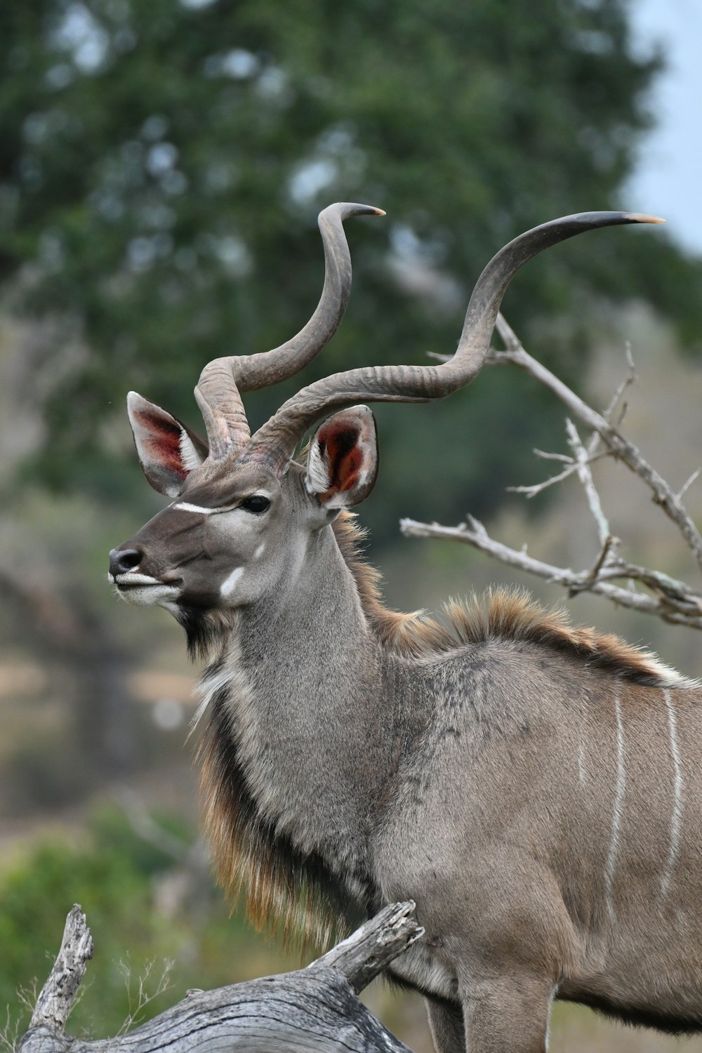 a large antelope standing next to a dead tree