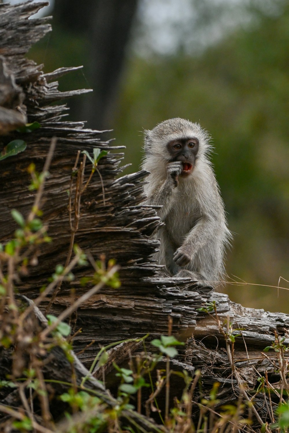 a monkey sitting on top of a tree stump