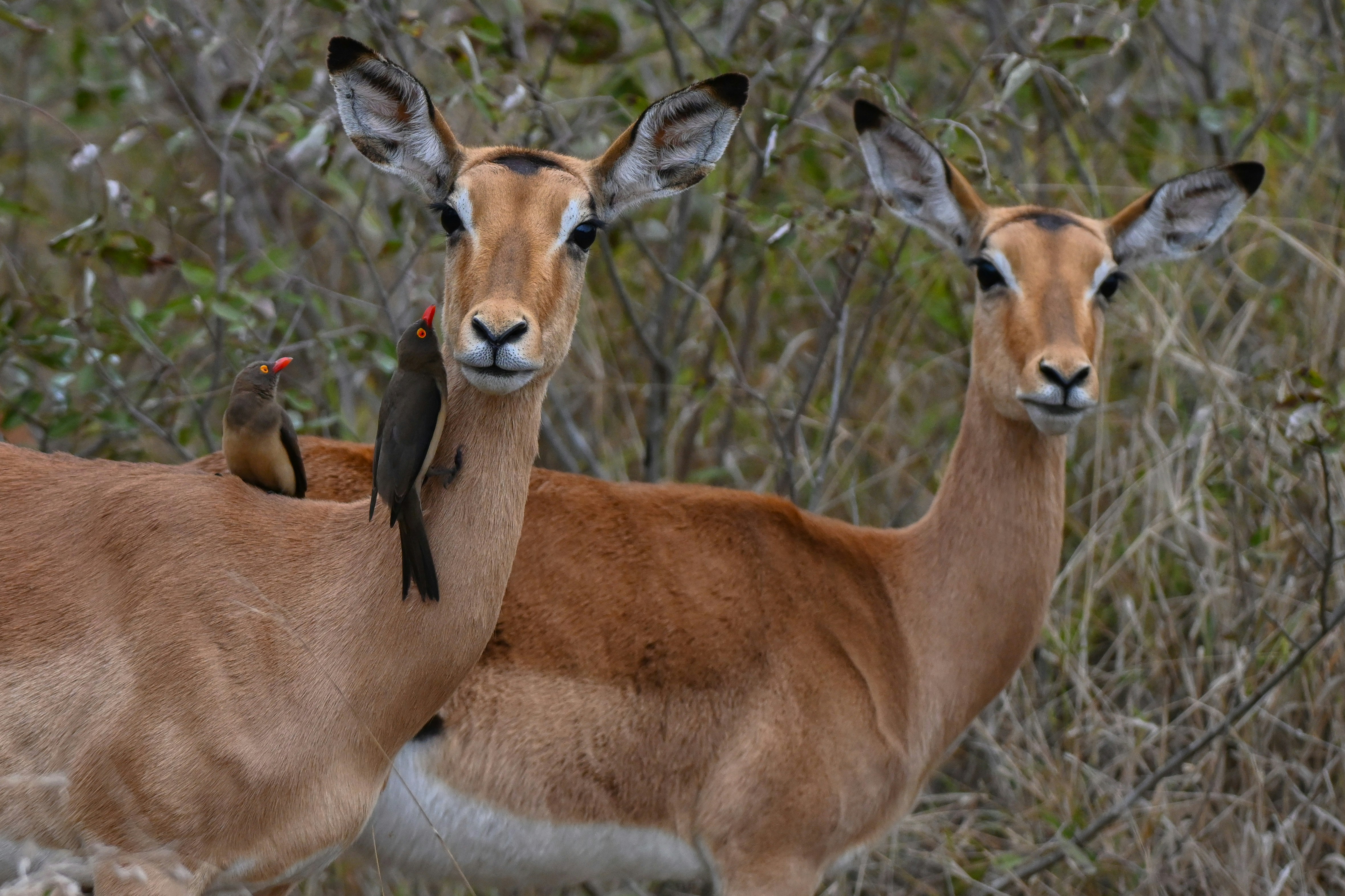 Photo of Kruger National Park