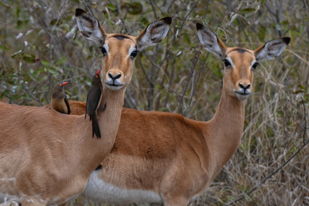 a couple of deer standing next to each other