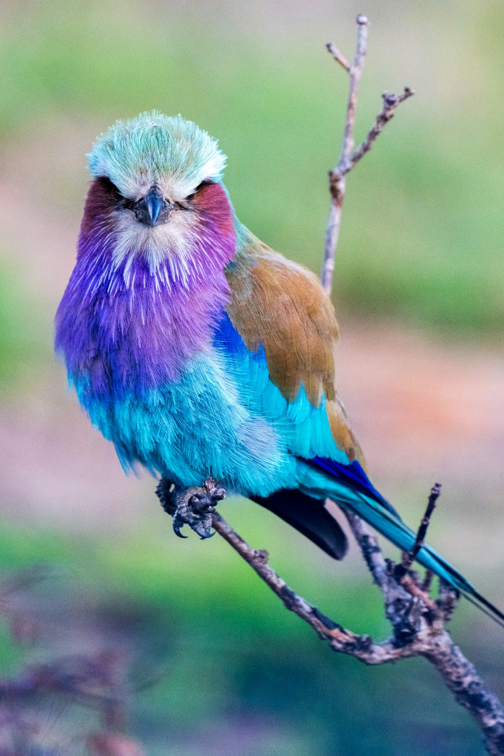 a colorful bird sitting on top of a tree branch